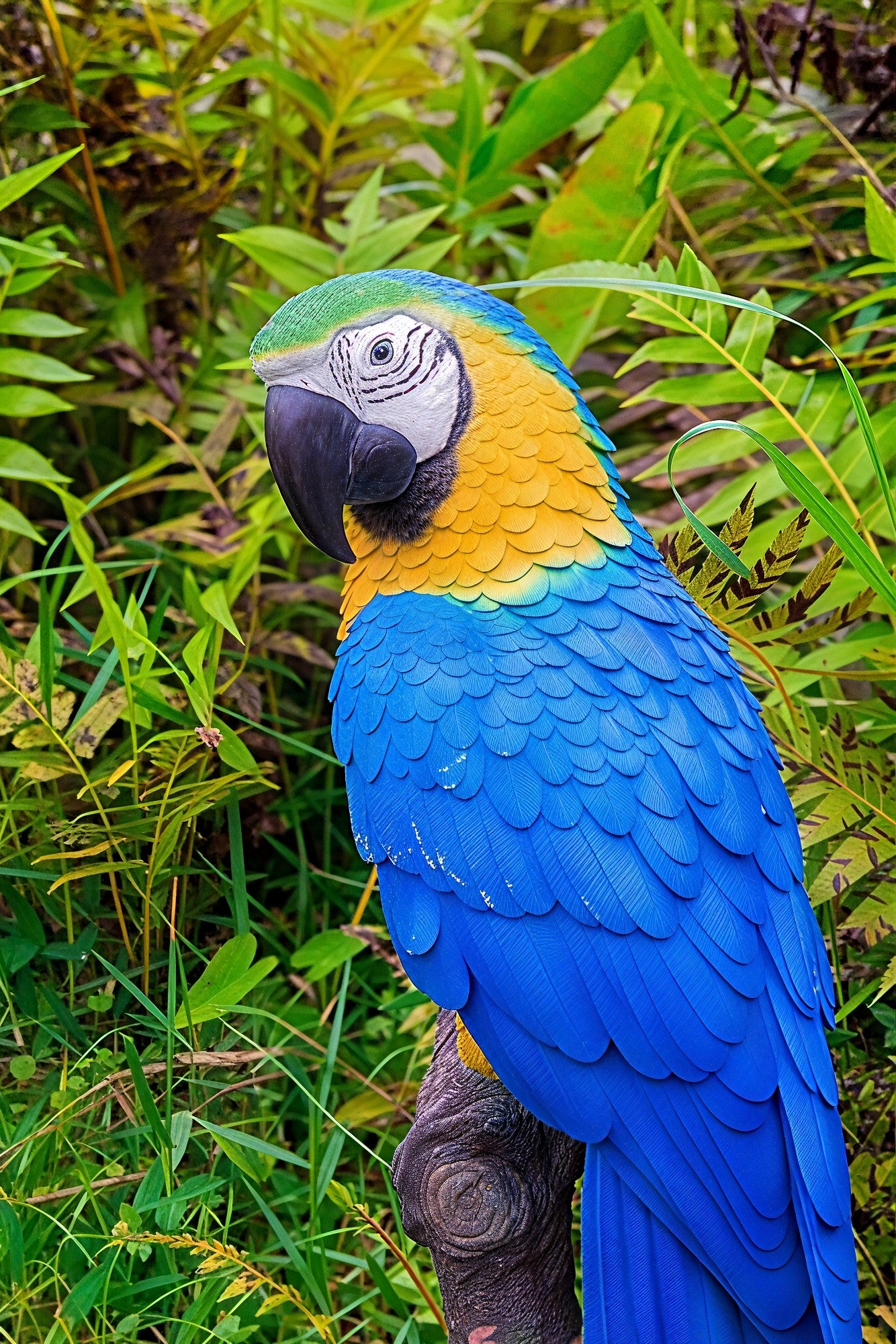 BLUE & YELLOW PARROT ON BRANCH™ – TROPICAL POLYRESIN STATUE – 87814-B